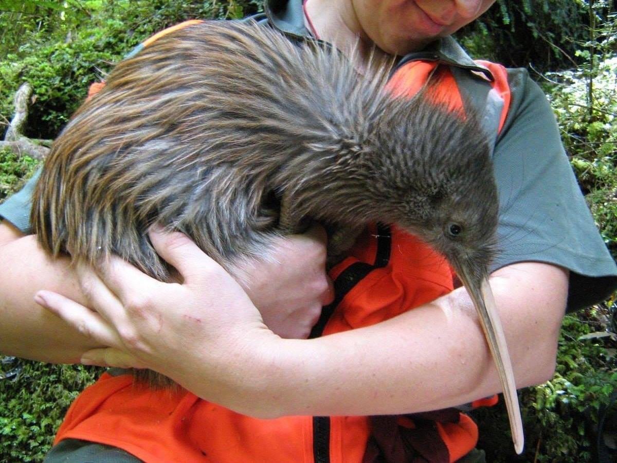 This Is How HUGE Kiwi Birds Can Actually Get And We Still Low-Key Don't