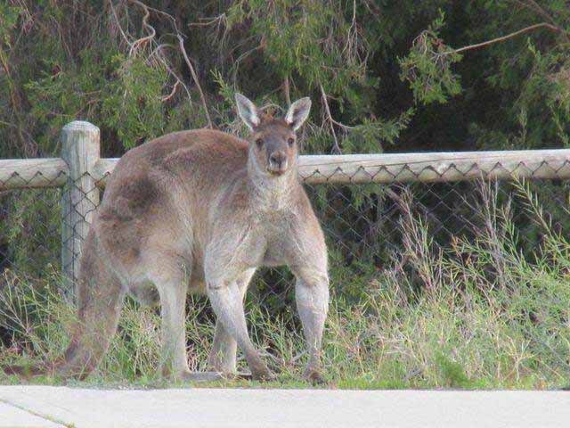 Check Out This Absolutely Ripped Roo Called 'Brutus' Near ...