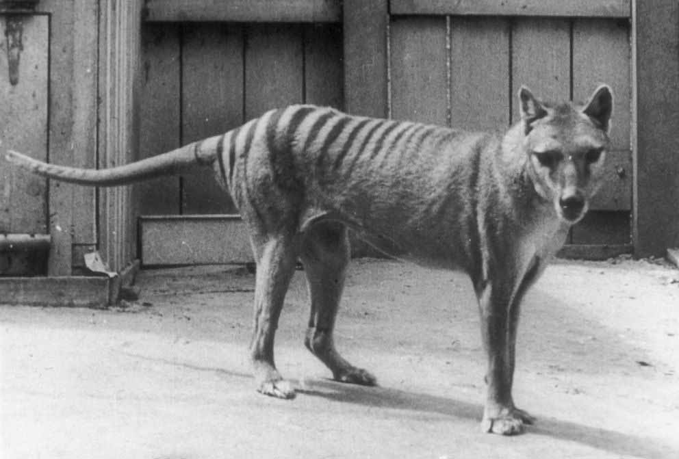 Numbat Breakthrough Could Bring Tassie Tiger Back From Extinction