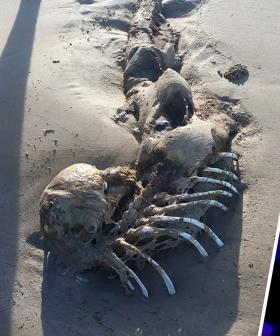 Did Evidence Of Mermaids' Existence Just Wash Up On An Aussie Beach?