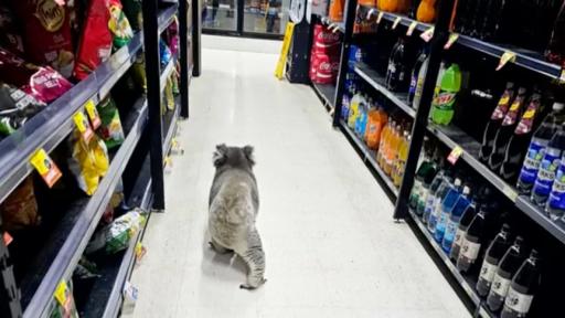 Koala Spotted Ducking Into IGA To Do A Quick Grocery Shop